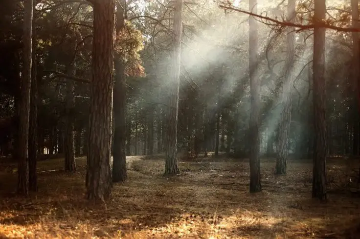 A forest with trees and sunlight coming through the trees.